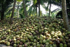 Coconut farmers